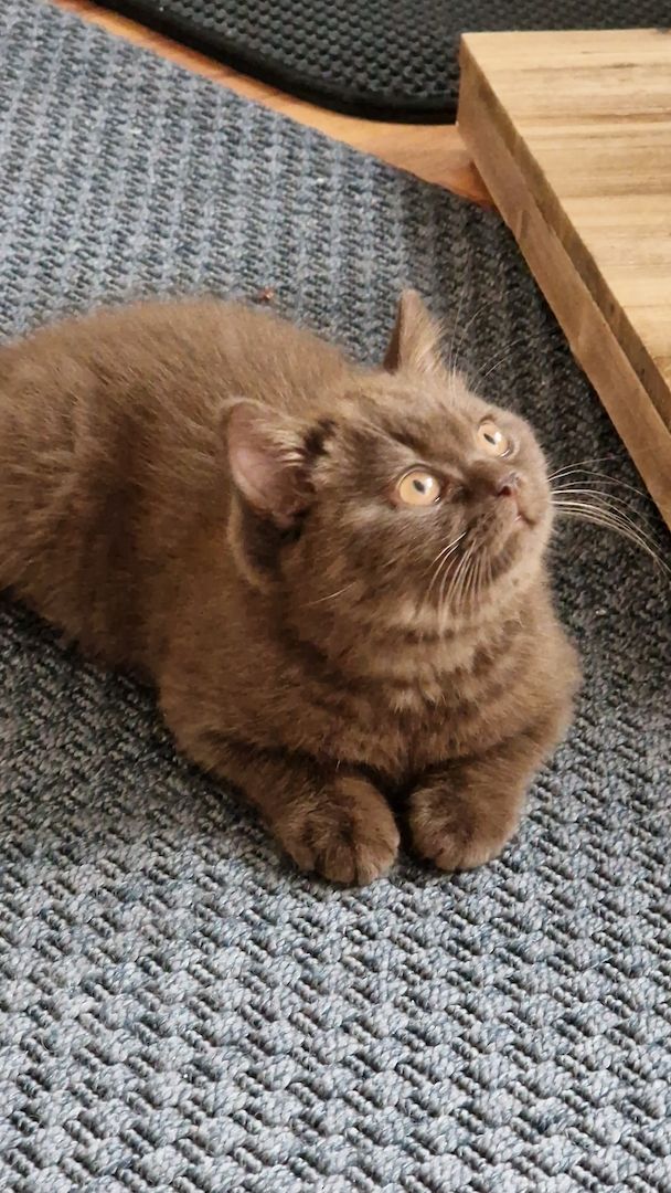 BKH chocolate Kitten