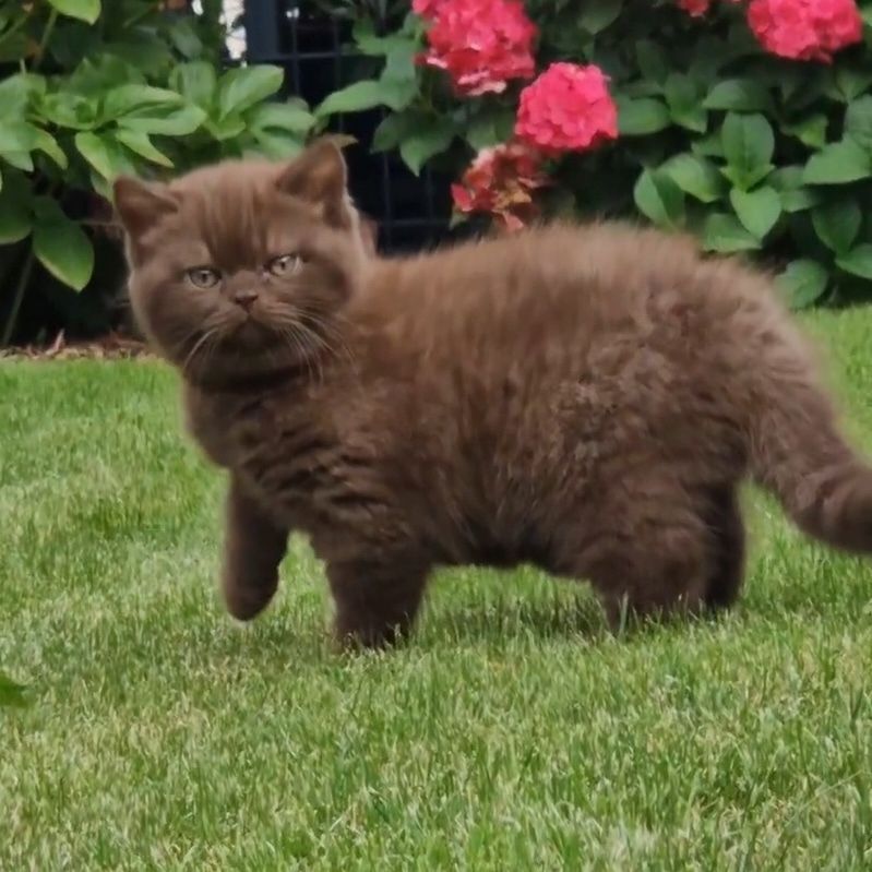 BKH chocolate Kitten