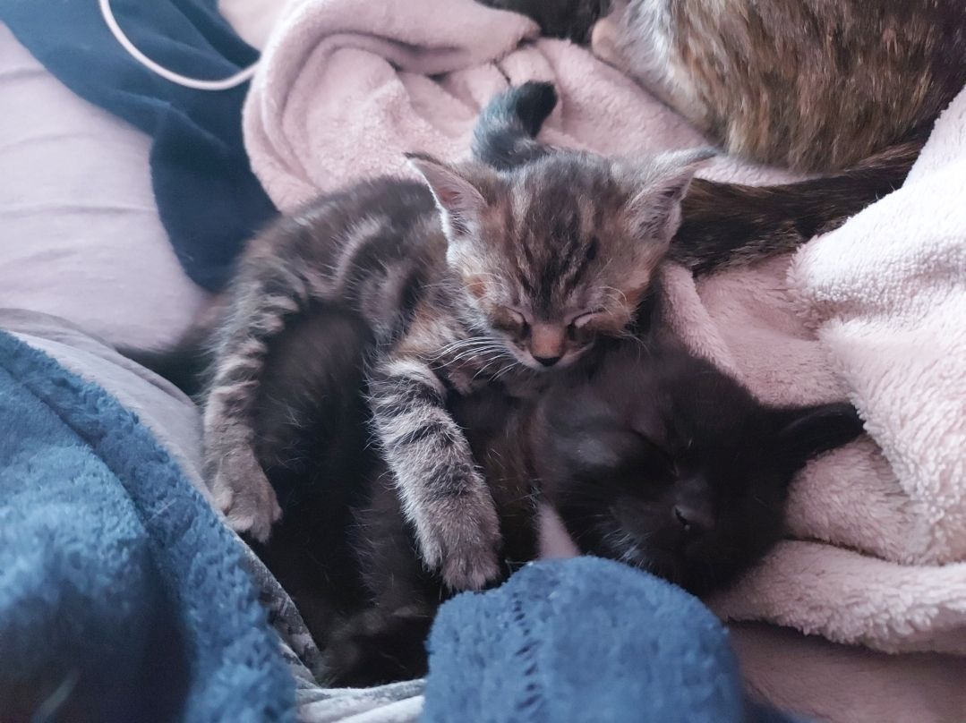 2 süße Katzenbabys