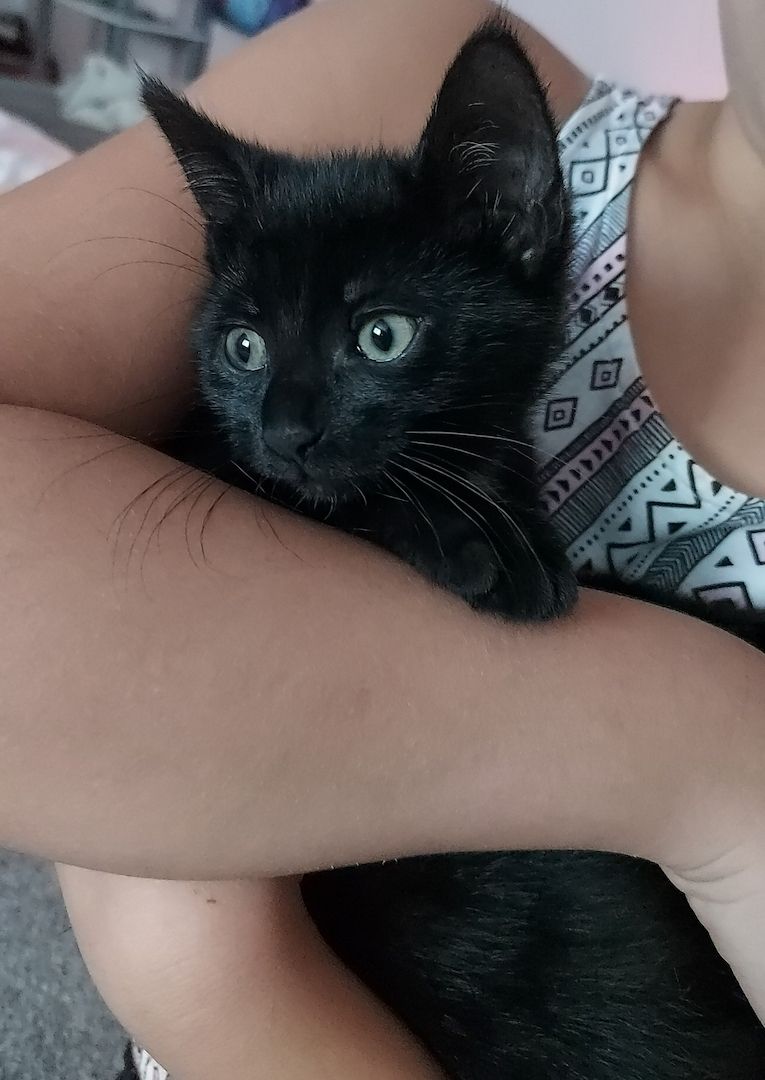 2 süße Katzenbabys