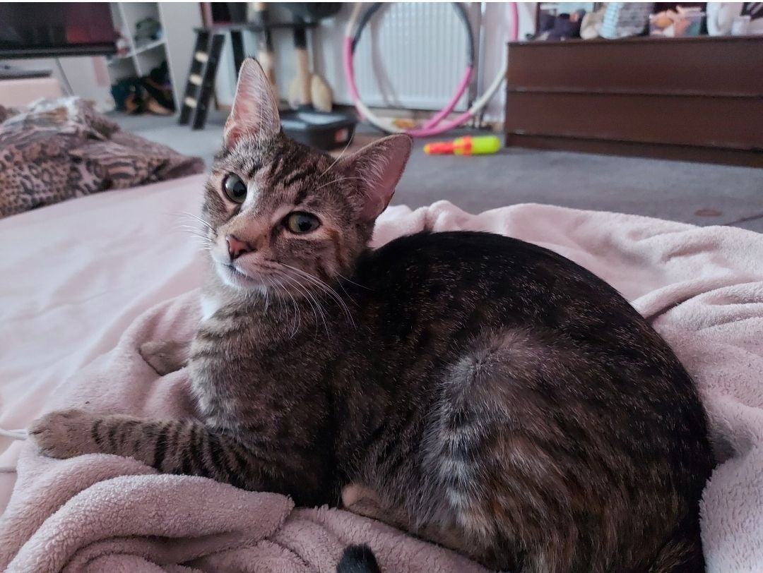 2 süße Katzenbabys