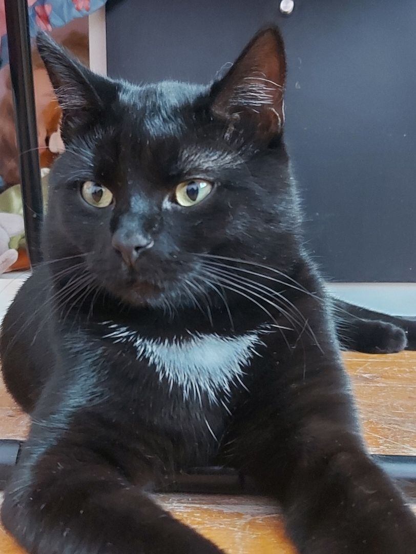 2 süße Katzenbabys