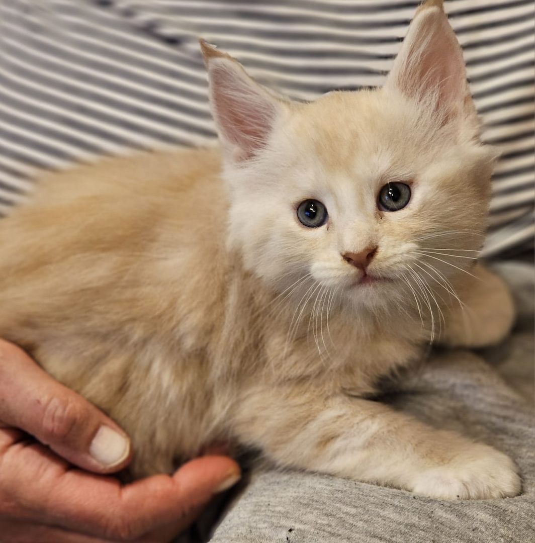 Maine Coon Kitten Maine Coon Kitten