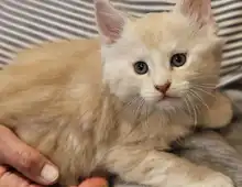 Maine Coon Kitten