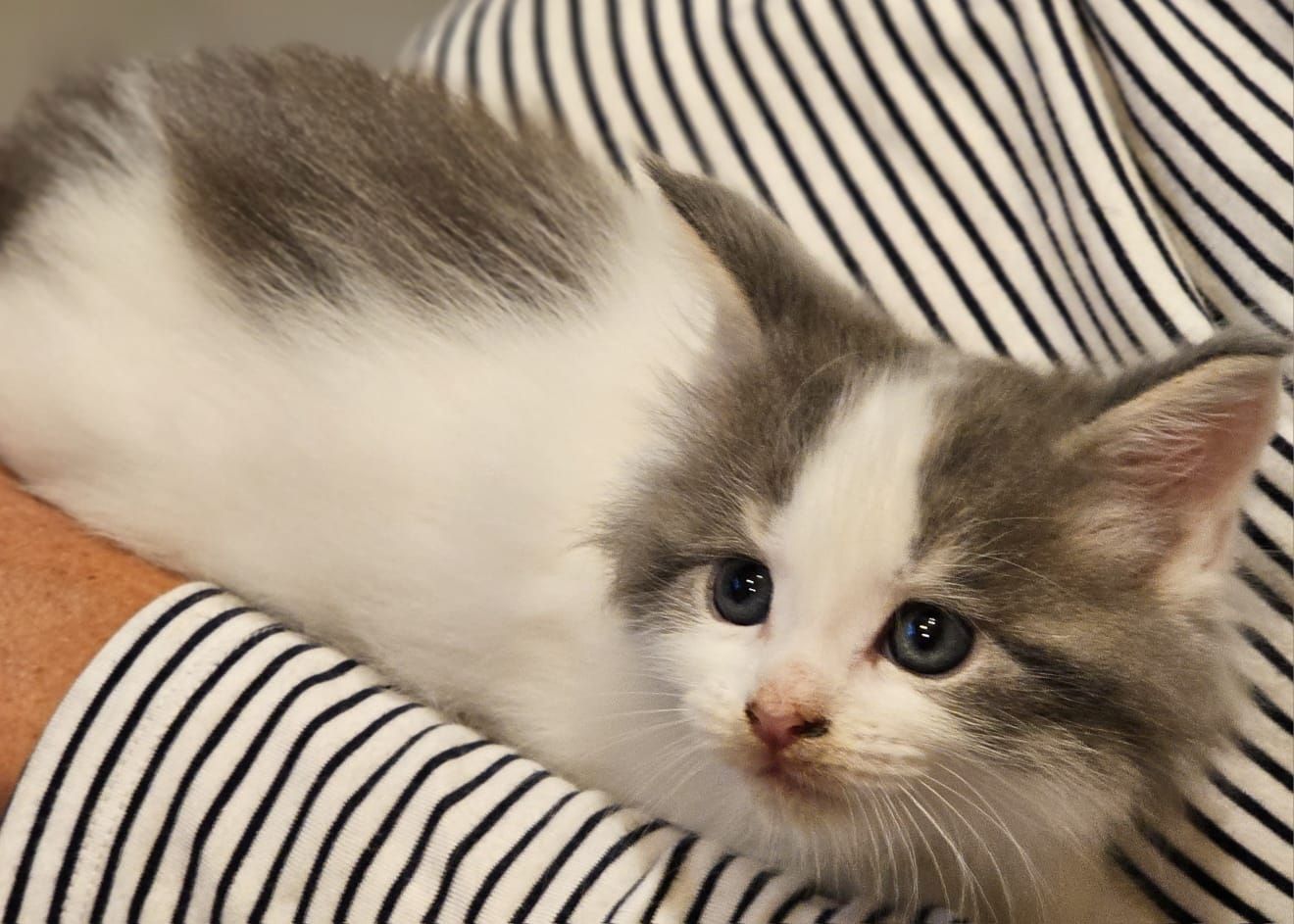 Maine Coon Kitten Maine Coon Kitten