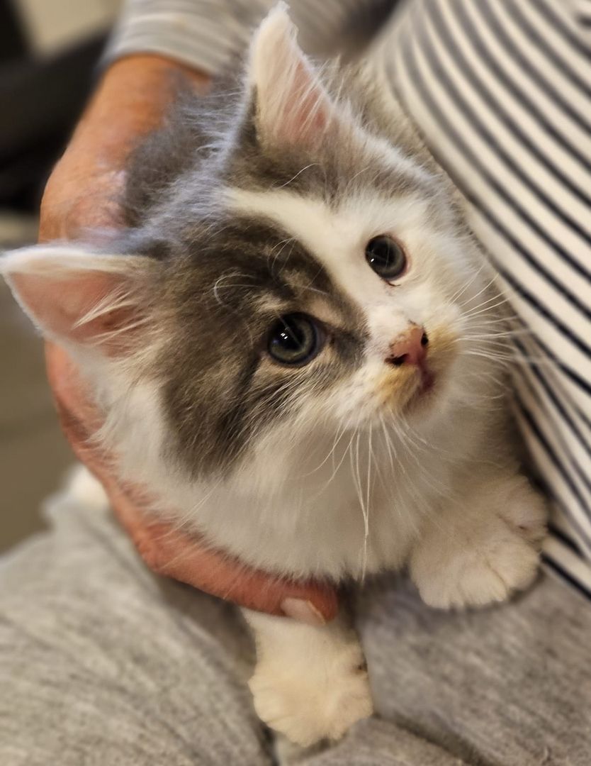 Maine Coon Kitten Maine Coon Kitten