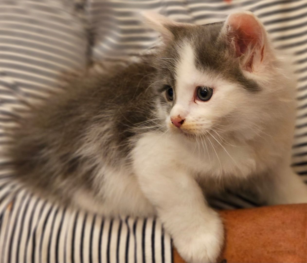 Maine Coon Kitten Maine Coon Kitten
