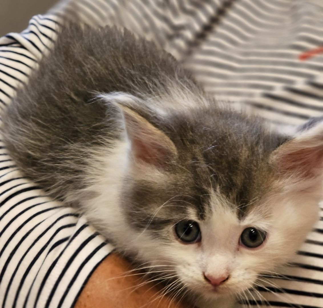 Maine Coon Kitten Maine Coon Kitten