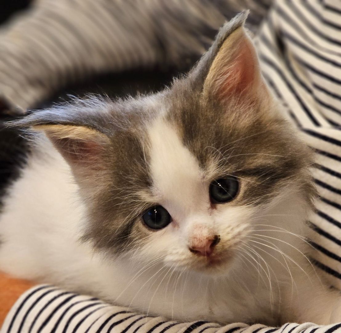 Maine Coon Kitten Maine Coon Kitten