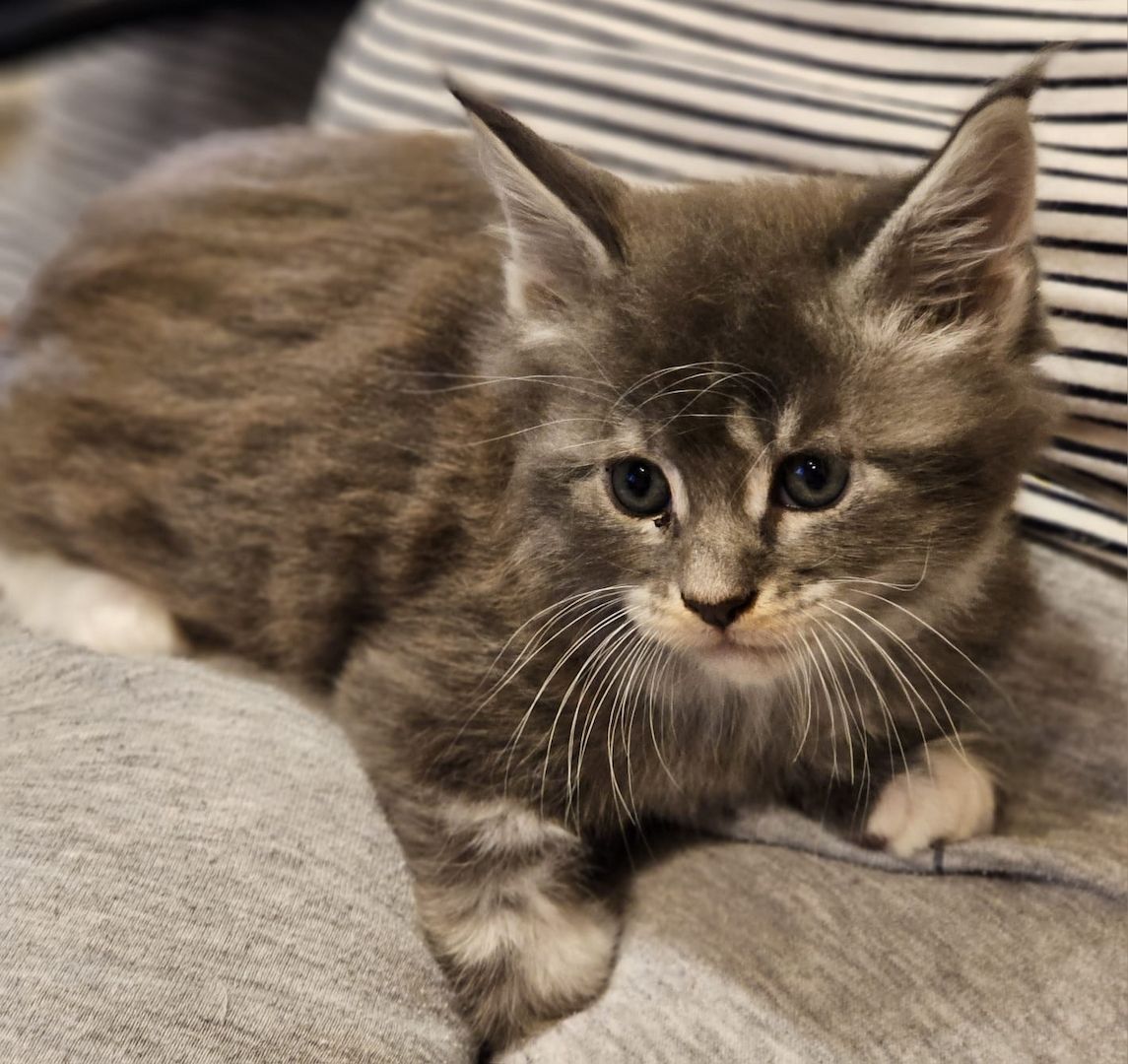 Maine Coon Kitten Maine Coon Kitten