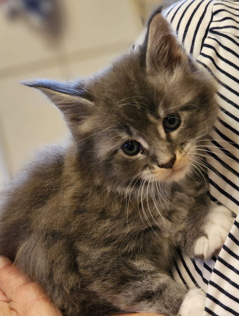 Maine Coon Kitten Maine Coon Kitten
