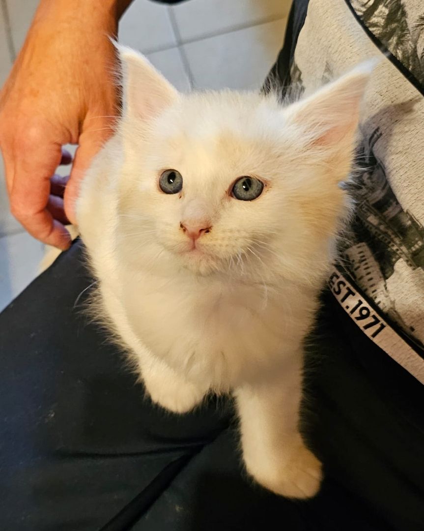 Maine Coon Kitten Maine Coon Kitten