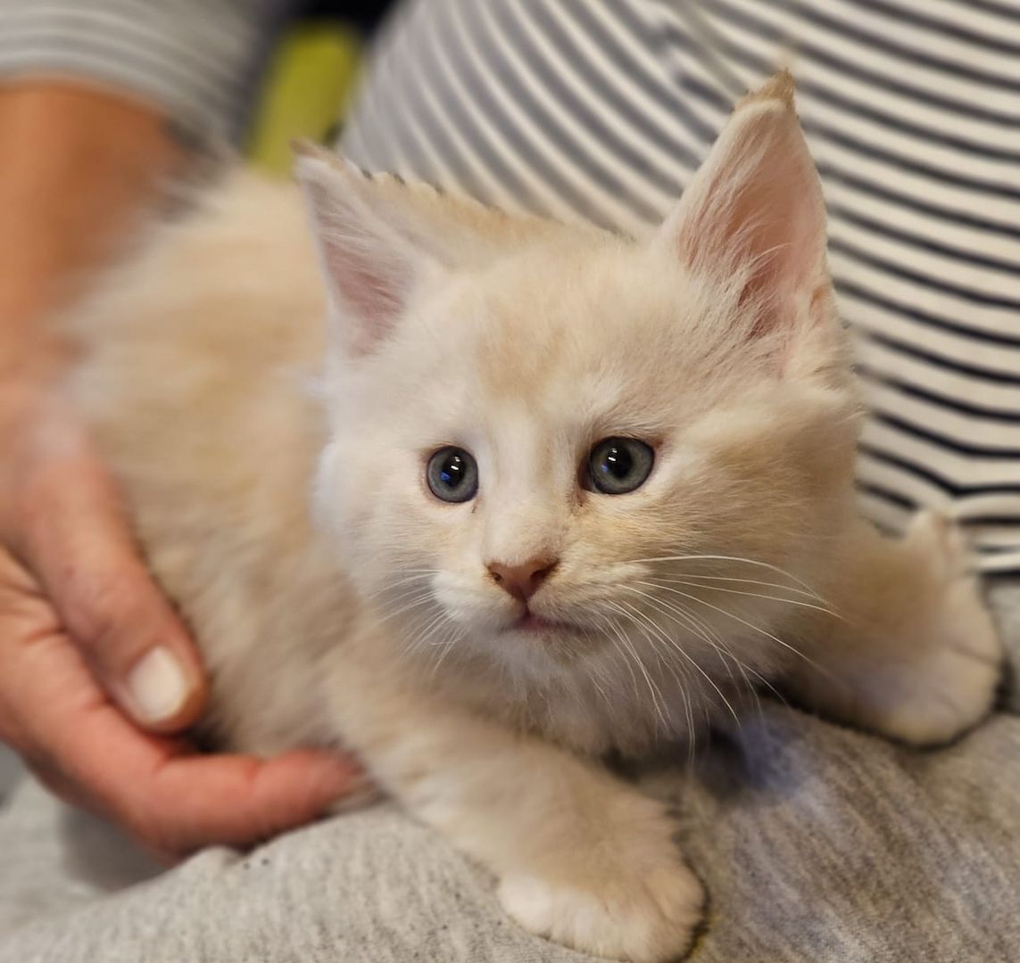 Maine Coon Kitten Maine Coon Kitten