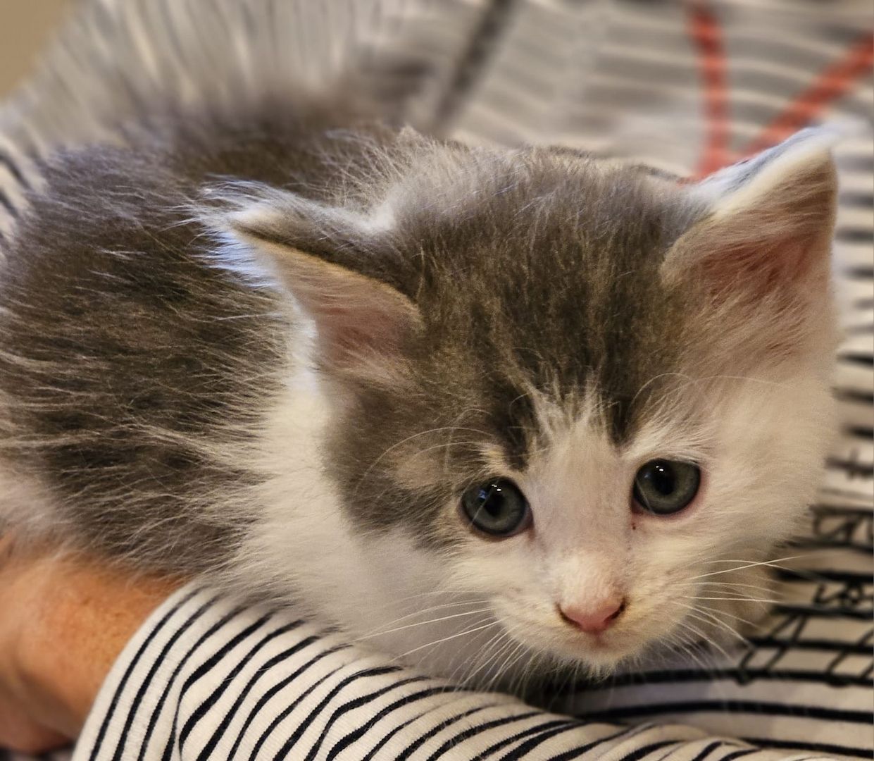 Maine Coon Kitten Maine Coon Kitten