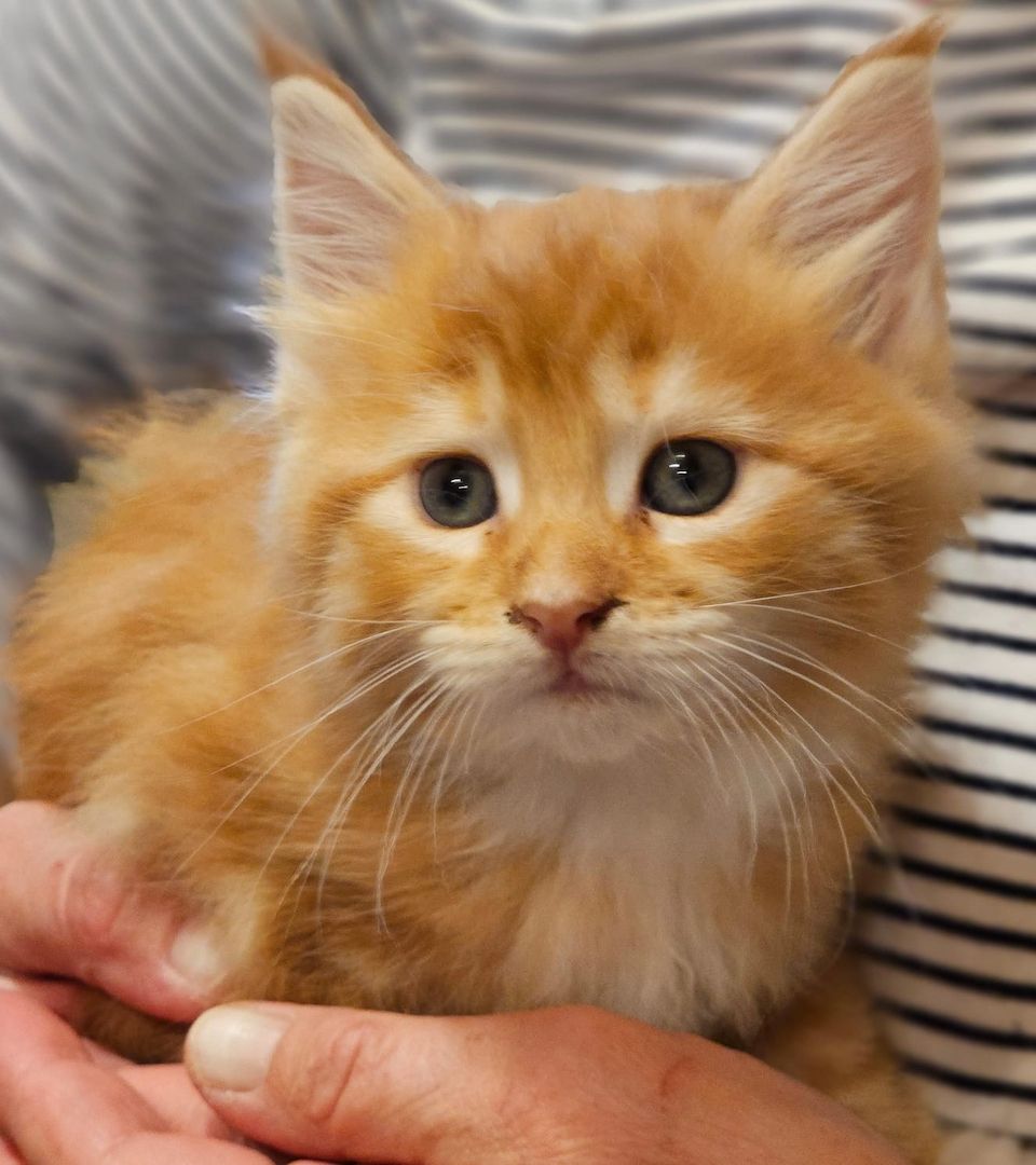 Maine Coon Kitten Maine Coon Kitten