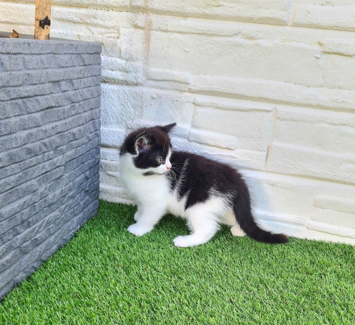 Angora-BKH-Mix katerchen