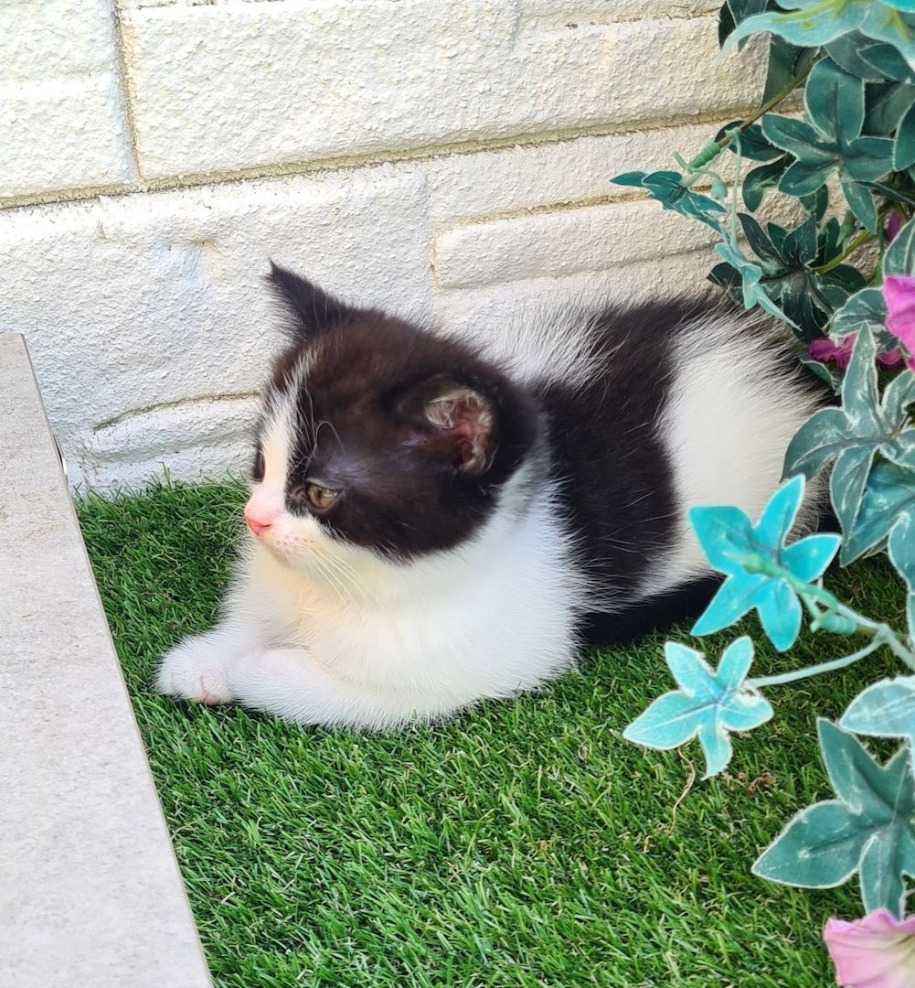 Angora-BKH-Mix katerchen