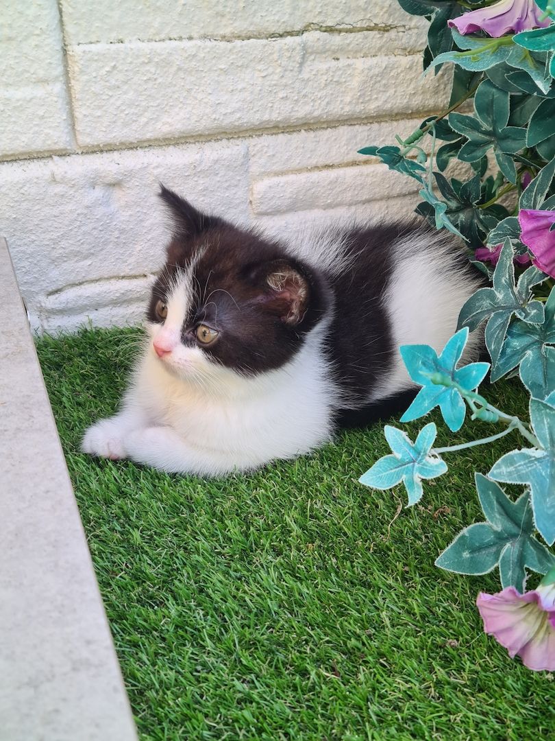 Angora-BKH-Mix katerchen