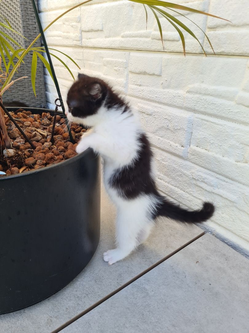 Angora-BKH-Mix katerchen