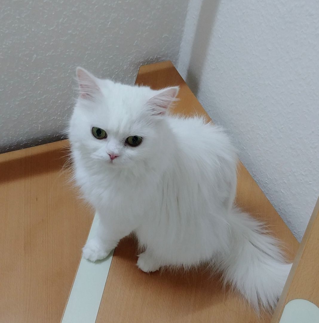 Angora-BKH-Mix katerchen