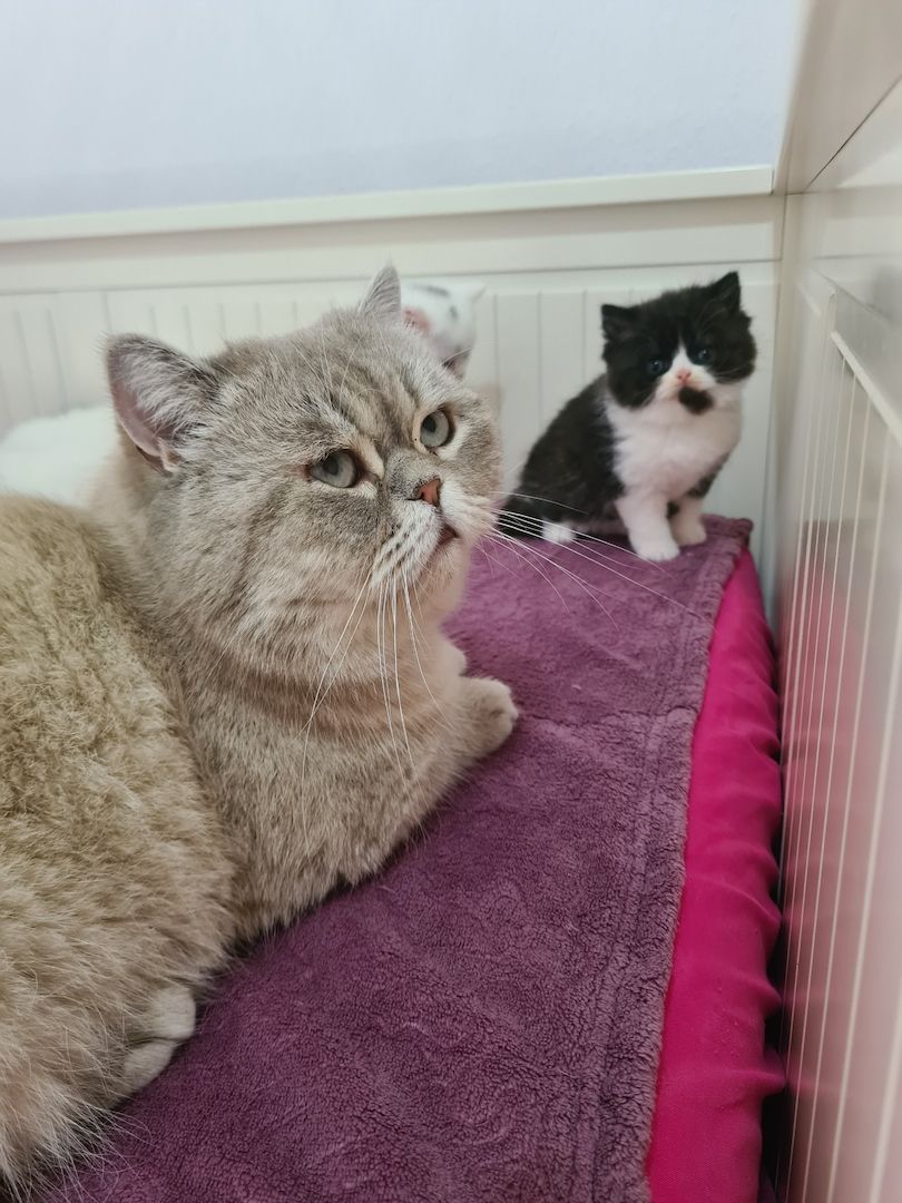 Angora-BKH-Mix katerchen