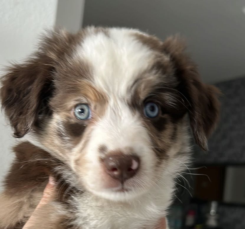 Mini aussie welpen Mini aussie welpen