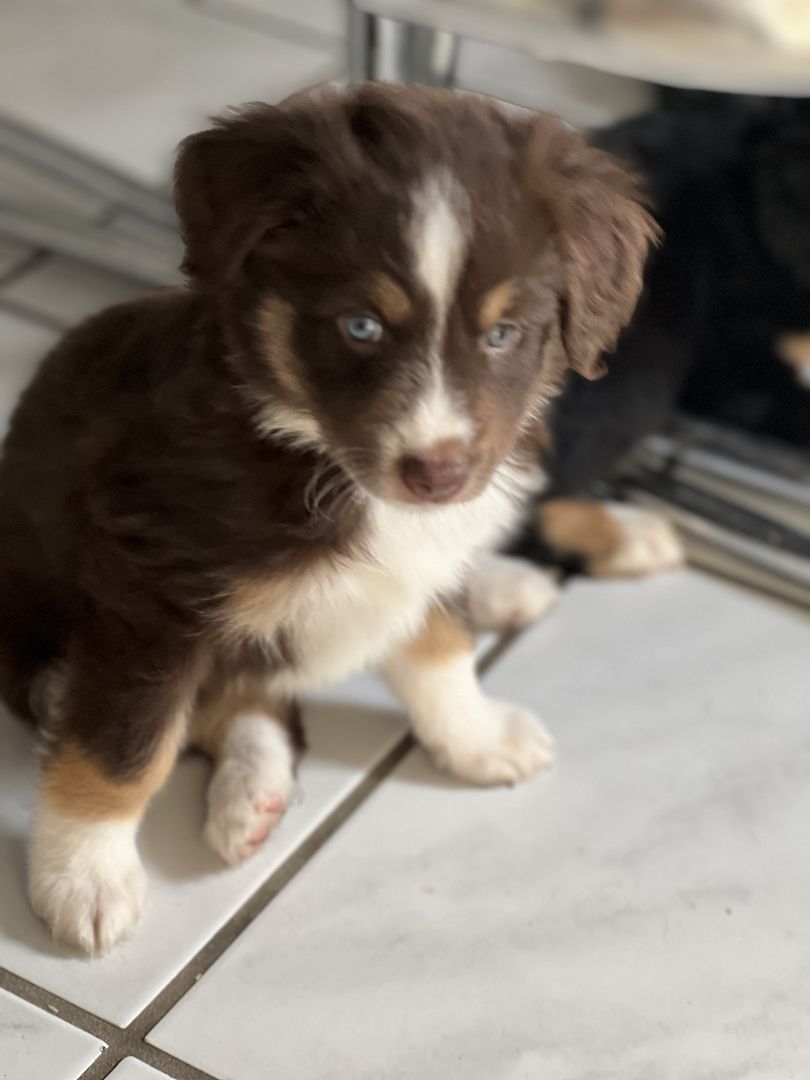 Mini aussie welpen Mini aussie welpen