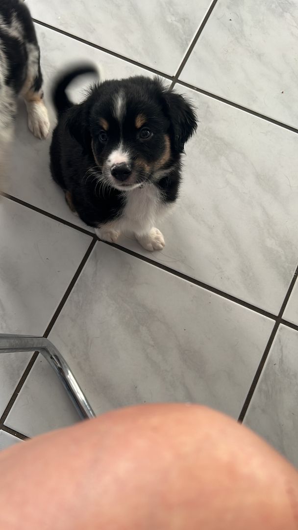 Mini aussie welpen Mini aussie welpen