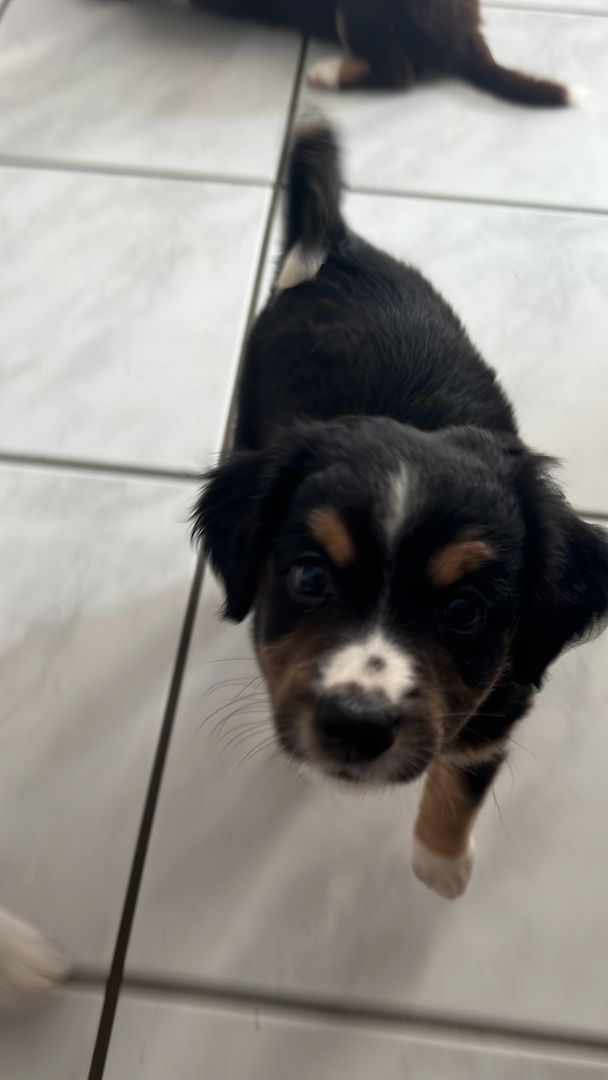 Mini aussie welpen Mini aussie welpen