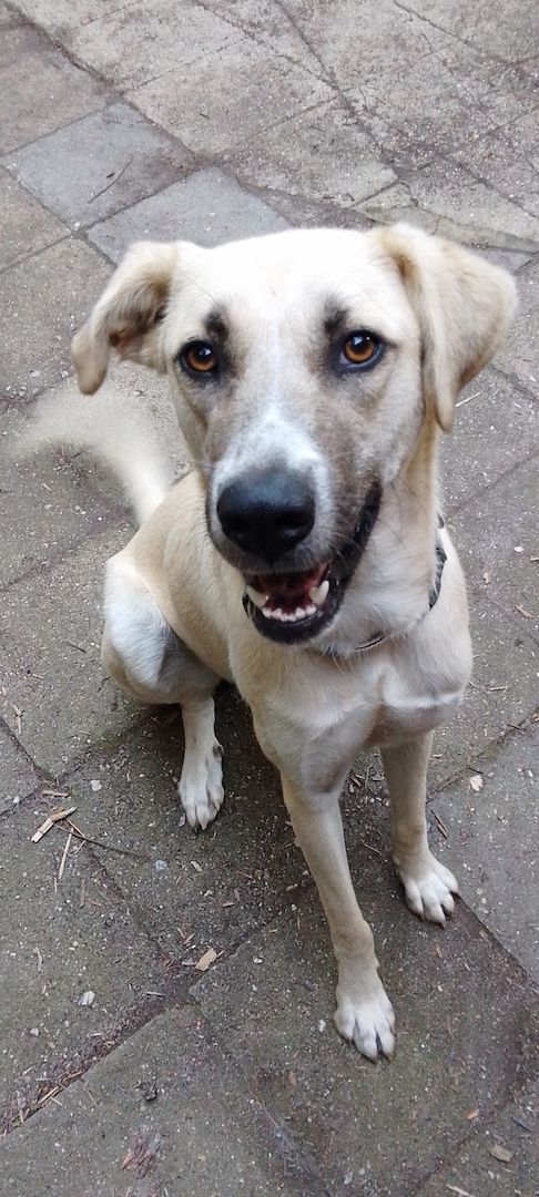 Süße Hündin Süße Hündin