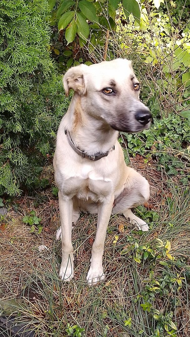 Süße Hündin Süße Hündin