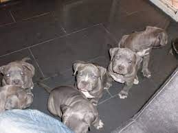 American Pitbull-Terrier Blueline Welpen  American Pitbull-Terrier Blueline Welpen