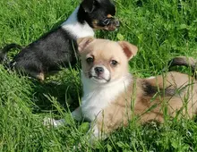 Chihuahua Welpen 