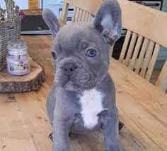 Blaue Französische Bulldogge/ Hündin