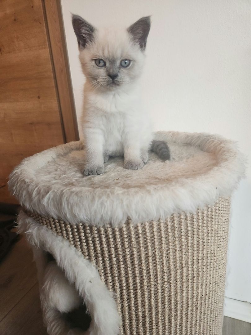 Süße BKH suchen ein liebevolles zu Hause