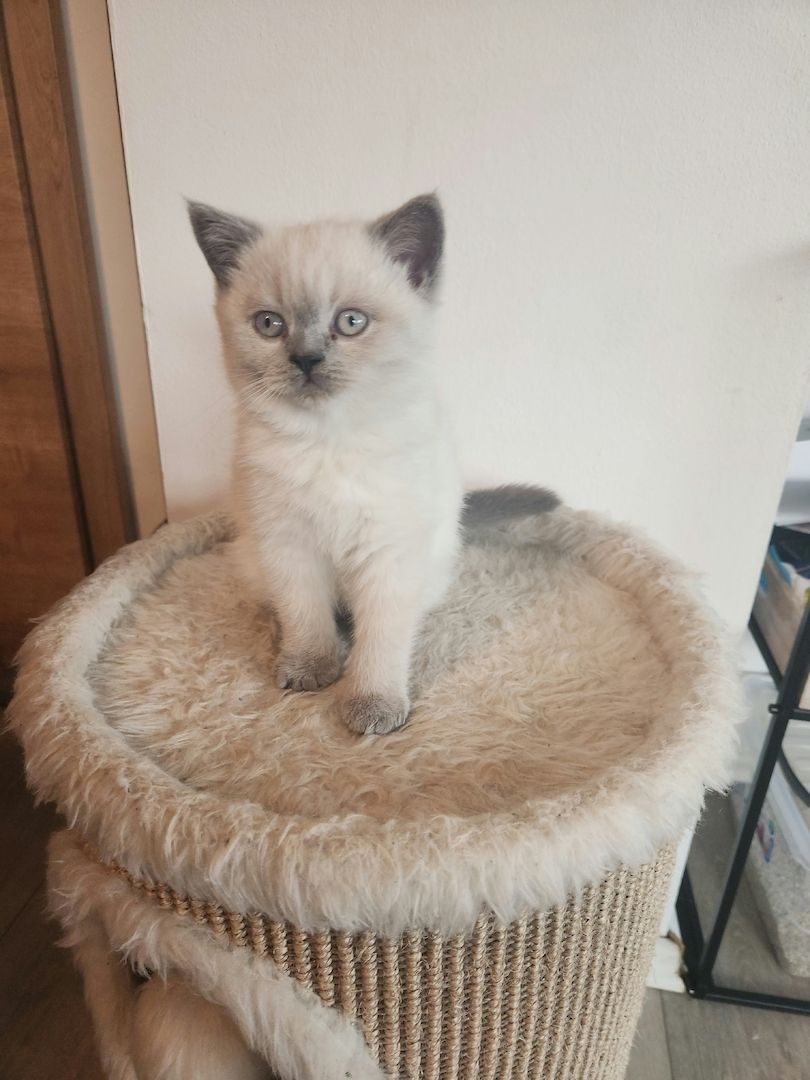 Süße BKH suchen ein liebevolles zu Hause