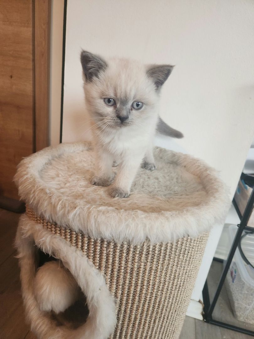 Süße BKH suchen ein liebevolles zu Hause