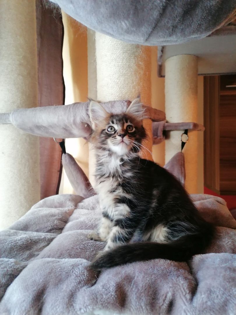 Maine Coon Kitten