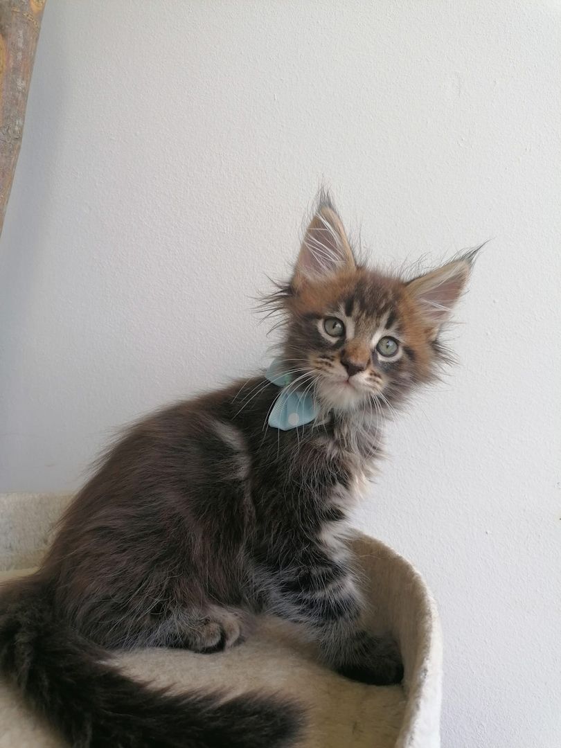 Maine Coon Kitten