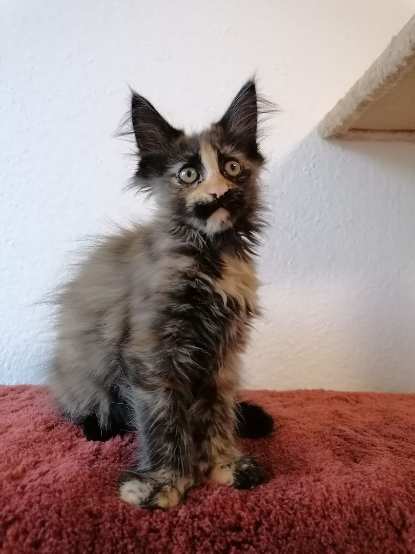 Maine Coon Kitten