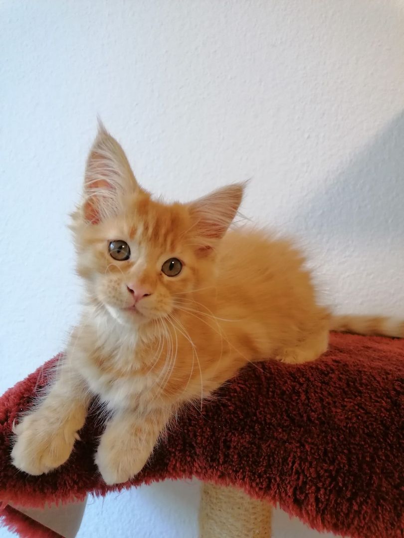 Maine Coon Kitten