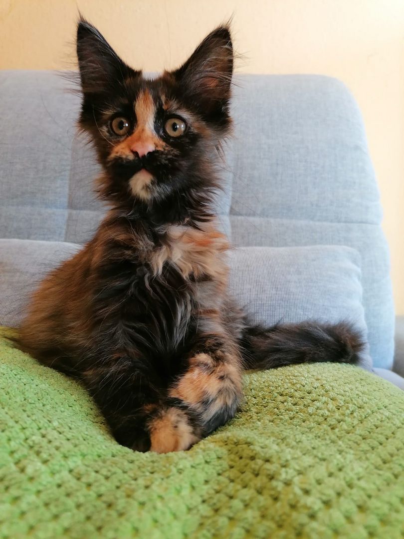 Maine Coon Kitten