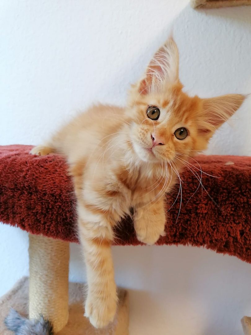 Maine Coon Kitten