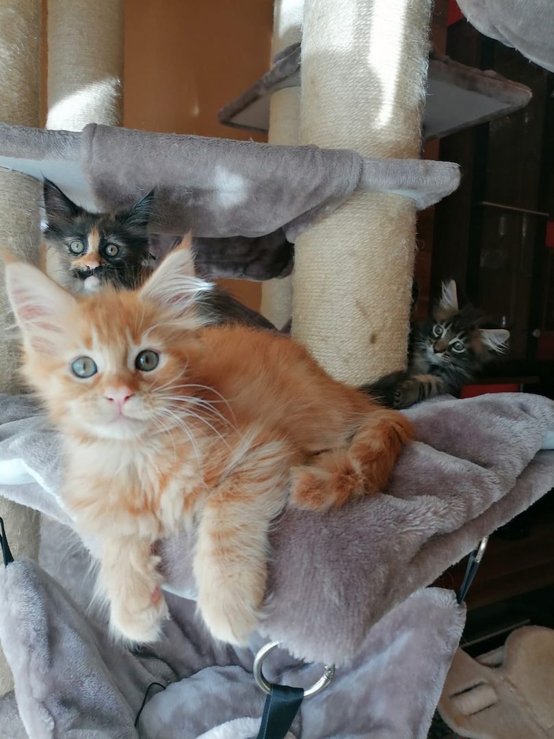 Maine Coon Kitten