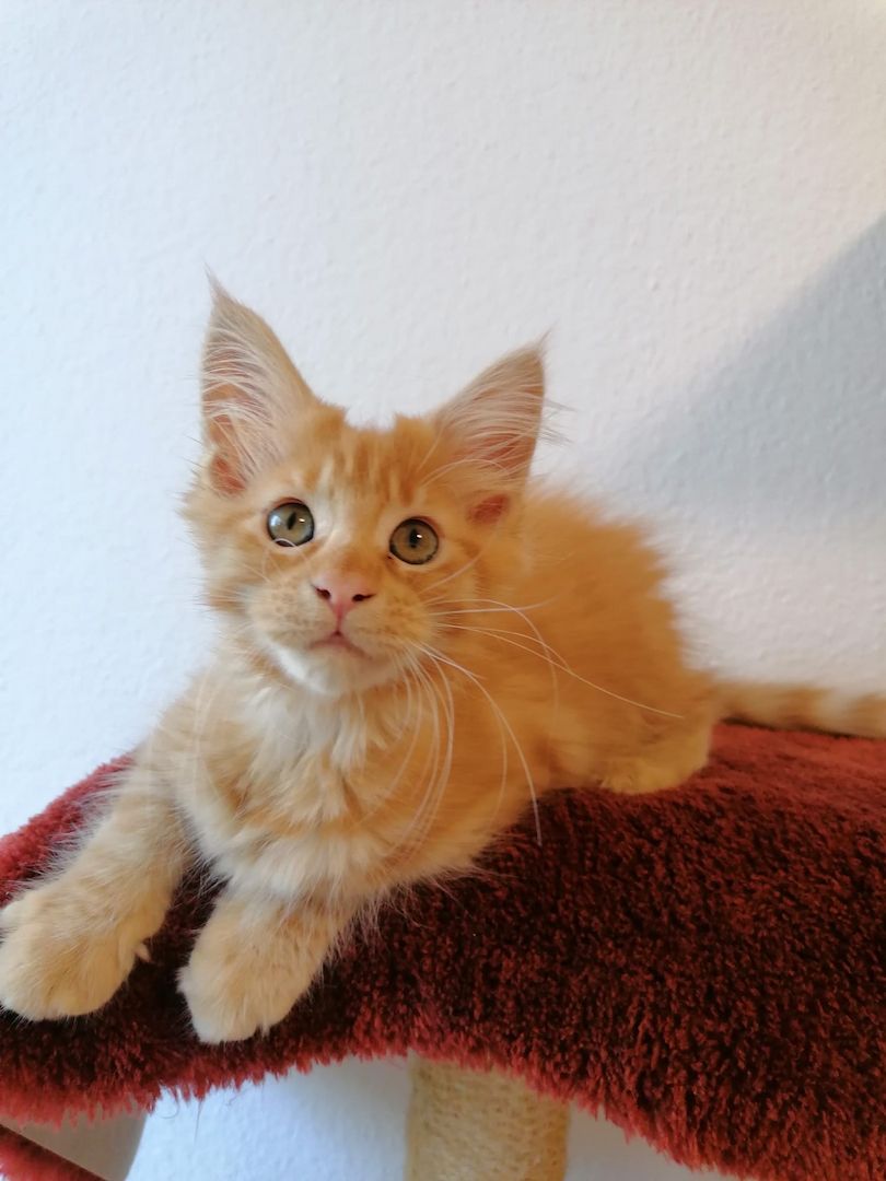 Maine Coon Kitten