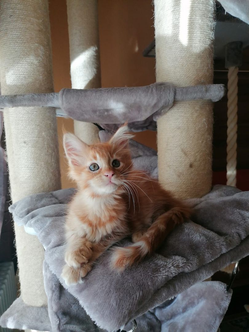 Maine Coon Kitten