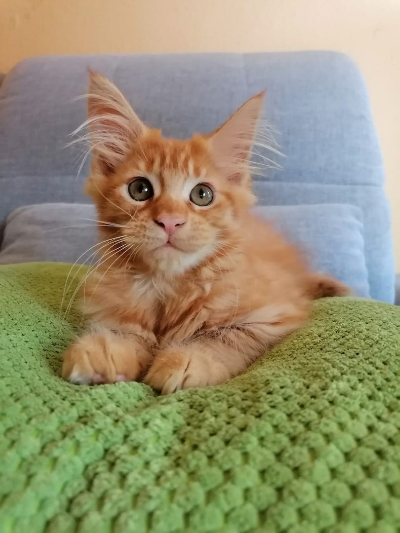 Maine Coon Kitten