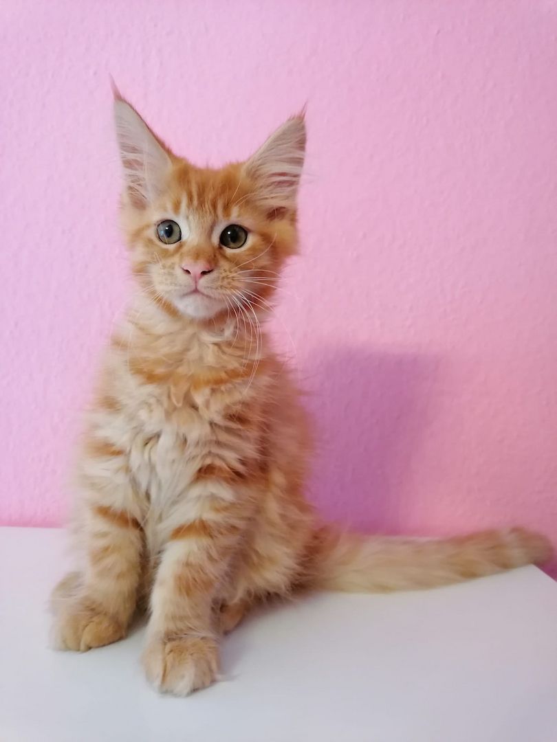 Maine Coon Kitten