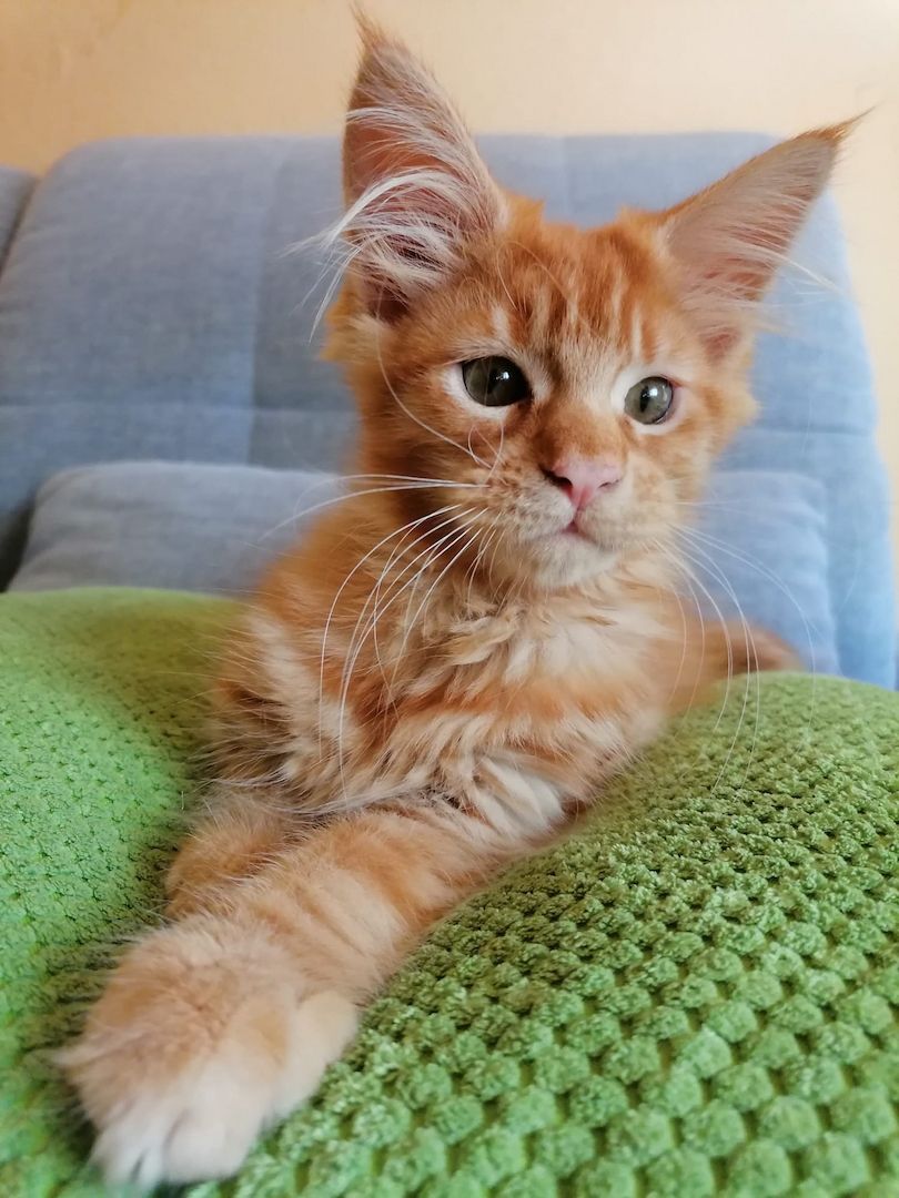 Maine Coon Kitten