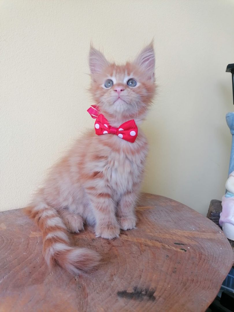Maine Coon Kitten